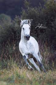 www pegasebuzz com equestrian photography hafner photography pferde fotografie pferdefotografie pferde