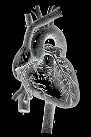 These would be great for using in your spooky halloween projects or designs! Inverted Vintage Anatomy Illustration Human Heart Blood Vessels Free Stock Photo By Nicolas Raymond On Stockvault Net