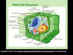 Check spelling or type a new query. The Cell Dr Jobe Martin Ppt Download