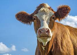 A framework or stand in or on which to hold, hang, or display various articles: Can Animals Predict The Weather Animal Proverbs The Old Farmer S Almanac