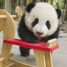 Cutest Thing Ever Panda Baby Panda Bears Panda Bear