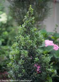 Image result for Pearsonia cajanifolia
