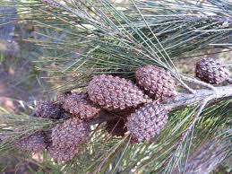 Image result for Casuarina littoralis
