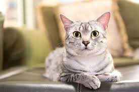 Expert advice learn from the experts at dogtime.com about choosing the right breed or mix for your family, preparing for your new dog or cat, the best Get To Know The Egyptian Mau A Sensitive Cat With A Wild Look Catster