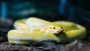 The only natural pet store leads the way to going green in their shops. Snake Species Commonly Kept As Pets
