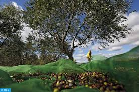 Recyclage Des Dechets De Trituration Des Olives Dissemination Des Technologies Japonaises A Fes Map Ecology