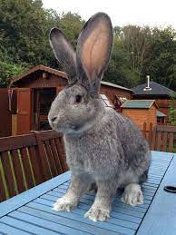 Rabbit-giants Description Of Breeds Steemit In 2021 Giant Rabbit Flemish Giant Rabbit Giant Bunny