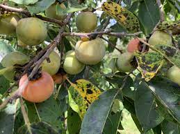 Persimmon trees are very slow to bear fruit. Deer Candy Persimmon Early Drop Chestnut Hill Outdoors