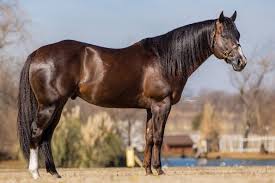 Feel the Sting | Riata Stallion Incentive
