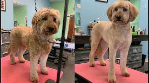 The goldendoodle, as the name suggests, is the result of mating a golden retriever with a poodle. Teddy Goldendoodle Groom Youtube