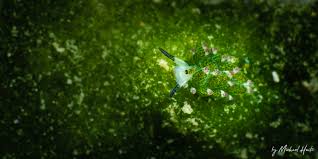 This adorable little sea slug, whose beady eyes and cute feelers make it look like a cartoon sea sheep, feeds on algae. The Leaf Sheep Nudibranch Costasiella Kuroshimae Scubablog