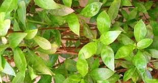 Henna dye is primarily used to color hair, skin and fabrics. Did You Know Mehandi Henna Is A Dye Anti Bacterial Healer For Your Hair Skin Blog Nurserylive Com Gardening In India