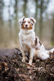beautiful australian shepherd hunde australische schaferhunde aussie welpen