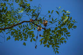 Image result for Burkea africana