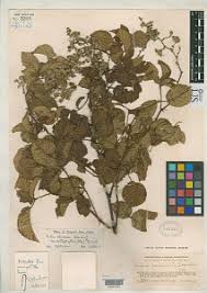 Image result for Rubus steudneri
