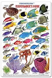 Florida, constituent condition of the united states of america. Fishcardscom Reefcomber S Guide Id Card Fishes Corals Invertebrates Florida Bahamas Caribbean Buy Online In Cape Verde At Capeverde Desertcart Com Productid 2046565