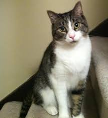Lost Cat Domestic Short Hair Newington Ct United States 06111 Grey And White Cat Tabby Cat White Tabby Cat