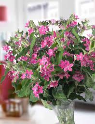 Image result for Oxypetalum