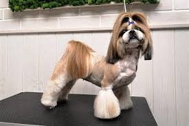 Shih tzu grooming is vital to keep this adorable breed's irresistible look. Shih Tzu Haircuts When Where And How Shihtzucenter
