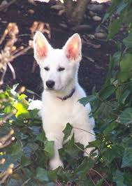 The white german shepherd was an important european farm animal because of its obedience and if you want to adopt a white german shepherd puppy instead, check out rescues and shelters in your area. 900 German Shepherds Ideas In 2021 Shepherd German Shepherd Dogs German Shepherd