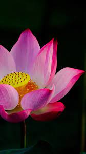 Pin On Lotus