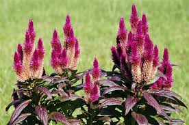 An A Z List Of Cat Friendly Plants Cat Appy
