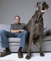 George The Great Dane Is World S Biggest Dog But He S Terrified Of Water The Worlds Largest Dog Big Dogs Tallest Dog