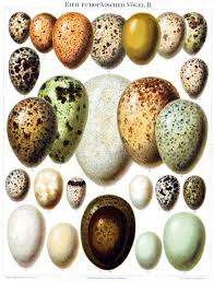 Animal Bird Eggs Educational Plate Duck Eggs Bird Eggs Duck Eggs Eggs