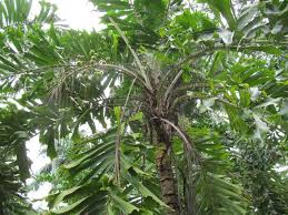 Image result for Aiphanes horrida