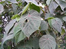 Image result for Dombeya torrida