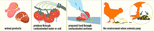 Continuing public health challenge // clinical infectious diseases. Salmonella Food Poisoning About Salmonella