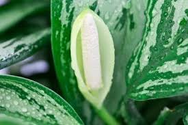 Learn about each shrub, see options for sun or shade gardens, and see how youy top 10 evergreen shrubs & bushes for your garden. Chinese Evergreen Care Information On Growing Chinese Evergreens