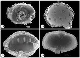 Image result for Rytigynia orbicularis