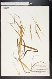 Image result for Heteropogon melanocarpus