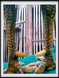 Dinamakan naga temurun apabila sisik kaki gares bagian belakang ayam menghadap kebawah. Kelebihan Sisik Kaki Ayam Naga Temurun Ayam Jawara Kita