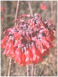 Image result for Bryophyllum tubiflorum