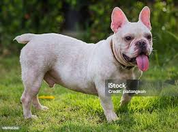 Hermoso Perro Bulldog Francés Blanco Primer Plano Foto de stock y más banco  de imágenes de Actividades y técnicas de relajación