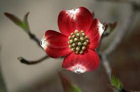 We did not find results for: Red Dogwood Photograph By Andrei Shliakhau