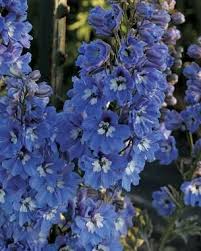 Are there full sun perennials for a summer cutting garden? Pin On Flowers To Grow For Arranging
