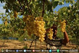 صورة جني محصول العنب غرب مدينة غزة grapes fruit food