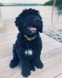 They have been raising bernedoodles since 2013 and australian labradoodles since 2003. Best Bernedoodle Breeders In Ohio Top 5 Picks 2021 We Love Doodles