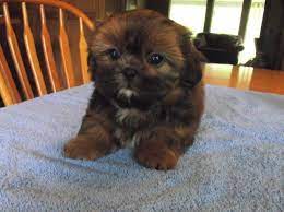 If you are unable to find your shih tzu puppy in our puppy for sale or dog for sale sections, please consider looking thru thousands of shih tzu dogs for adoption. Shih Tzu Puppy Dog For Sale In Roscommon Michigan