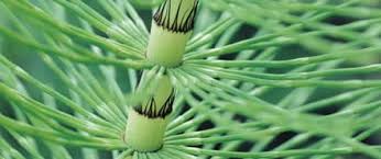 Health/beauty · medical and health · personal blog. Plantas Que Te Ayudan Con Las Articulaciones Arkopharma