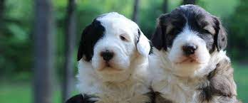 Page contains schnoodle information and links to schnoodle puppies for sale and schnoodle pictures. Valleyview Sheepadoodles