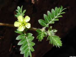 The flowers these plants grow are bright yellow in colour, hence the name. Find A Plant By Image Northern Arizona Invasive Plants