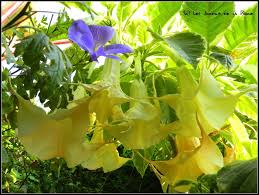 Trumpet Flower Maya Why Aren T My Trumpets Looking Like This