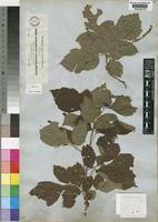 Image result for Allophylus rubifolius