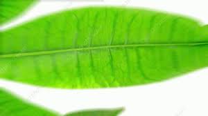 Start with low power andincrease gradually and record your observation see more info on chloroplasts observation 2 (stomata) stoma refers to the minute pores that can befound on the epidermis of a leaf. Zoom In From A Leaf To A Plant Cell Stock Video Clip K009 5689 Science Photo Library