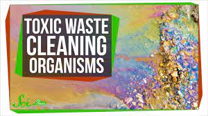 7 Organisms That Can Clean Toxic Waste - Youtube