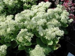 Sedum Spectabile Iceberg Woottens Of Wenhaston Herbaceous Perennials Sedum Ground Cover Plants